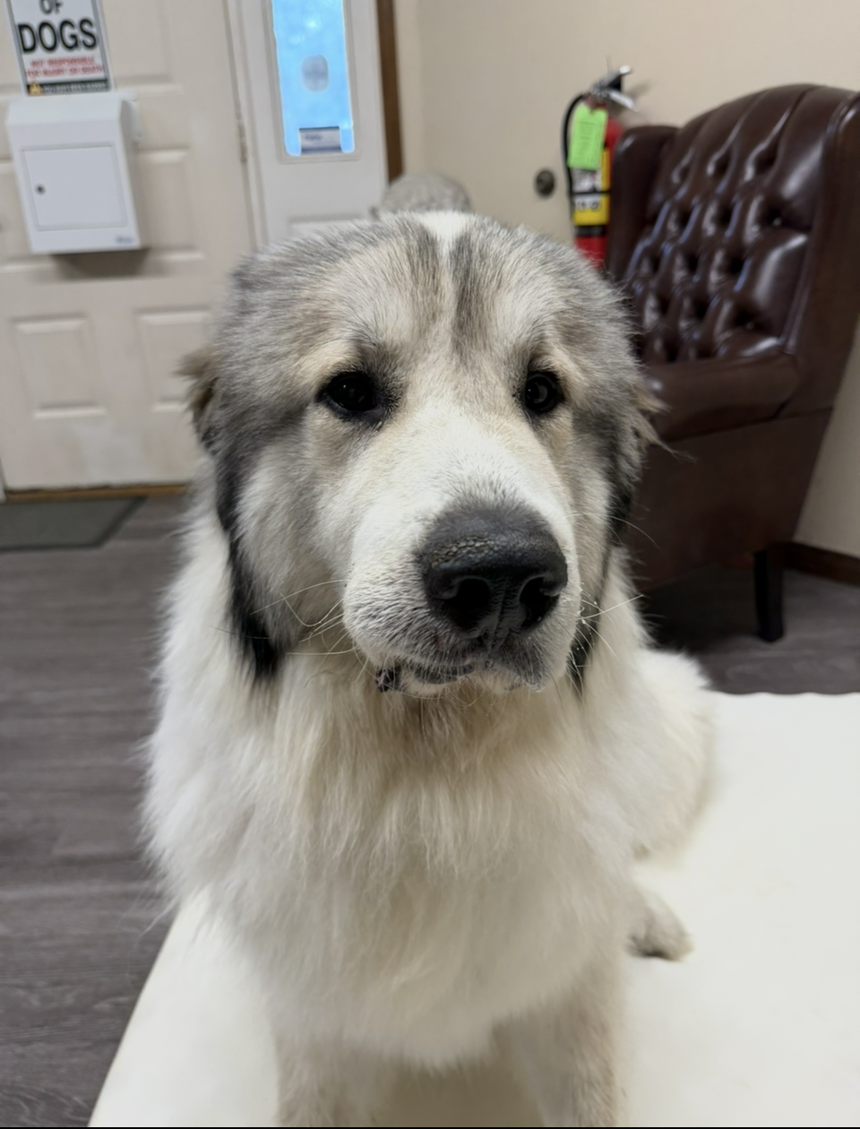 Bubba